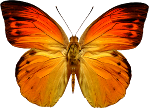 Butterfly PNG image-1005